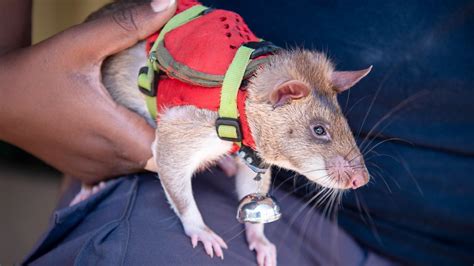 How Hero Rats Help In Wildlife Trafficking