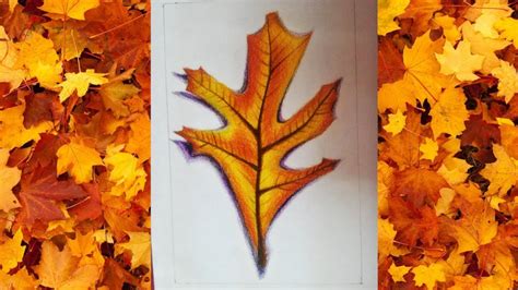 How To Draw A Fall Leaf In Colour Pencils Youtube