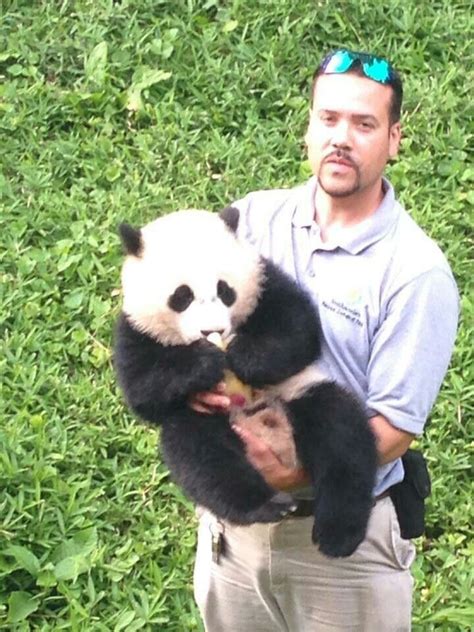 With A Human Panda Bear Animals Bear