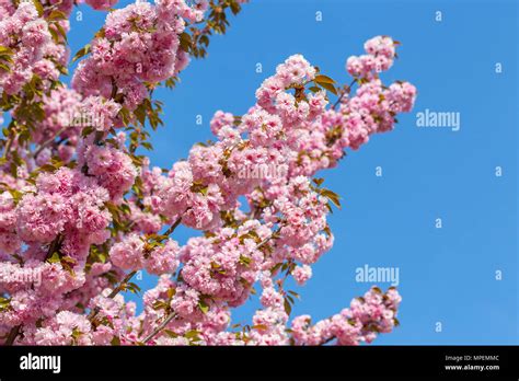 Blossoming Branches Of Japanese Cherry Sakura Against The Blue Sky