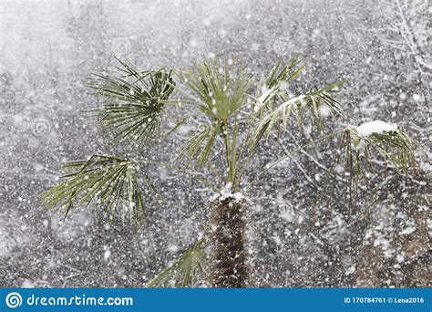 Palm Trees In The Snowfall Large Flakes Of White Snow On Green Leaves