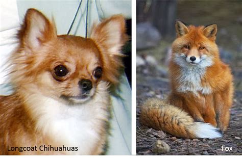 11 Dogs That Look Like A Fox Fox Pet Fox Dog Breeds