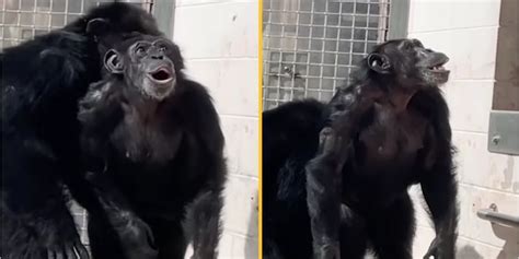 Heartwarming footage shows moment chimp gazes in awe at open sky