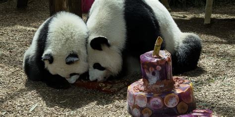 The Zoo Atlanta Pandas Celebrated Their First Birthday With Fruit Ice