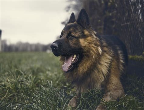 Many times when two dogs that carry the white gene are. GSD in the Spotlight: 4 Traits of a Purebred German Shepherd
