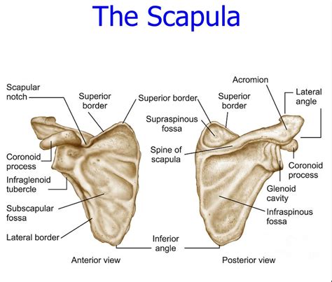 Scapula Anatomy Labeled Diagram Quizlet Sexiz Pix
