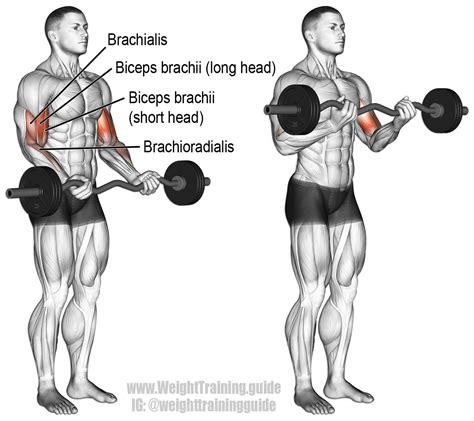 Ez Bar Curl An Isolation Pull Exercise Muscles Worked Biceps Brachii