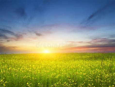 Sunset On Flower Meadow Stock Image Image Of Grass 20964781