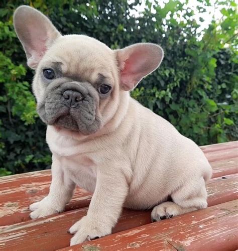 Lilac French Bulldog Puppies In Newtownbutler County Fermanagh Gumtree