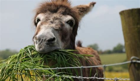 What Do Donkeys Eat Helpful Horse Hints