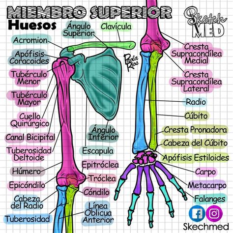 Huesos De Miembro Superior Anatomía Anatomia Del Hueso Anatomia Y