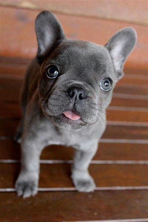 Cobalt cobalt is a blue merle male french bulldog puppy. Frenchie puppy | French bulldog puppies, Bulldog puppies ...
