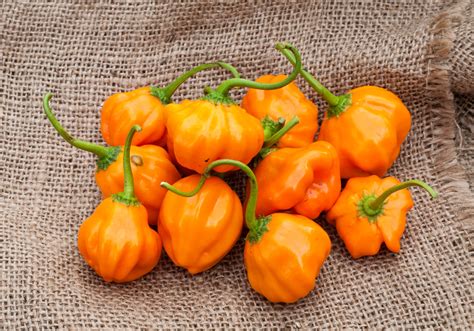 Aji Dulce Orange Heirloom Pepper Premium Seed Packet · Sherwoods Seeds