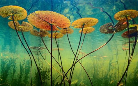 Download Wallpaper Underwater Plants Nature Photographs Nature