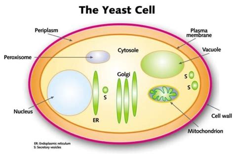 Yeast Cell Wall Used In Animal Feed Hiyeast