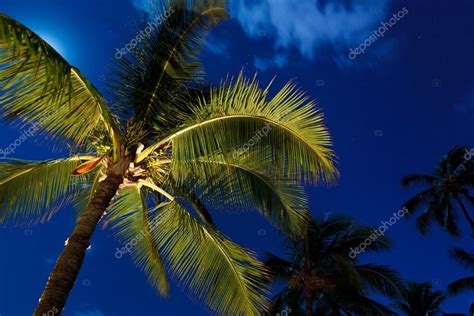 Tropical Night Sky Palm Trees And Moon — Stock Photo