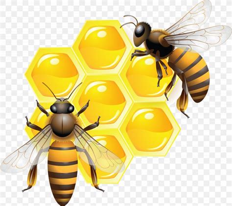 Honey Bee Insect Drone Png 5716x5090px Bee Africanized Bee
