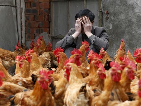 Avian influenza is a notifiable animal disease. Experts Are Worried About China Bird Flu H7N9 - Business ...