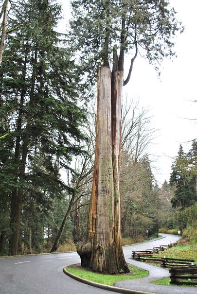 Big Trees In Stanley Park Vancouver British Columbia C Flickr