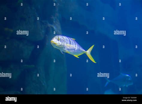 Striped Tropical Fish On A Background Of Blue Water Stock Photo Alamy