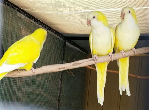 Yellow Quaker Parrots Parrot Monk Parakeet Parakeet