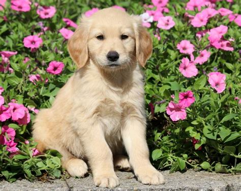 That's because… goldens are considered large breed dogs. Ruby | Golden Retriever Puppy For Sale | Keystone Puppies