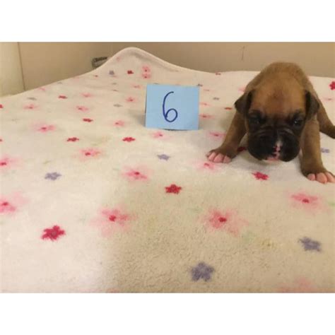 They enjoy playtime and love cuddles! 5 girls and 3 boys AKC Boxer Puppies in Raleigh, North ...