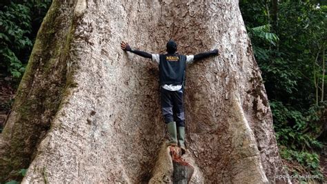 Pohon Di Nagari Koto Malintang Termasuk Pohon Terbesar Di Dunia Amcnews