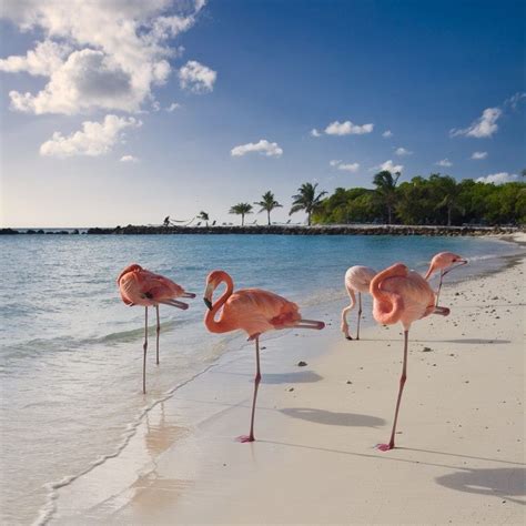 Flamingo Walking Along Beach Wall Art Canvas Prints Framed Prints