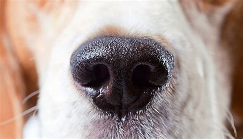 Rhinitis And Sinusitis In Dogs Pawversity