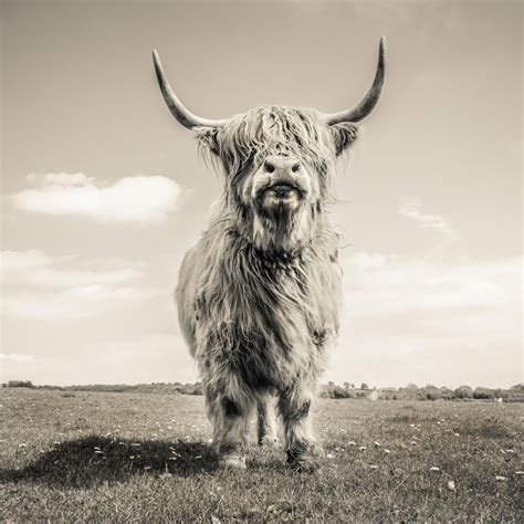 Close Up Portrait Of Scottish Highland Cattle On A Farm Print Wall Art