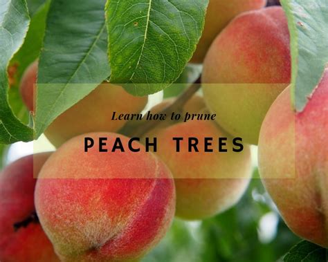 This location will focus on providing access to primary care, immediate care and integrated vision services. How to care for and prune peach trees | Gardenologist