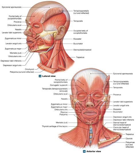 Muscular system anatomy:muscles of the neck model description. 11.6: Axial muscles are muscles of the head and neck ...