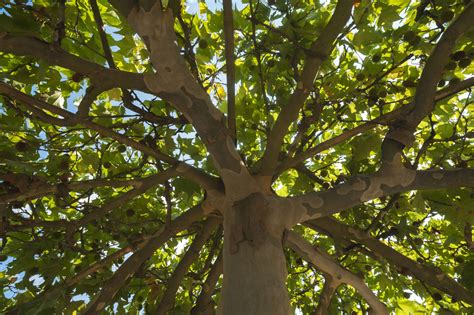 10 Fast Growing Shade Trees For Your Yard