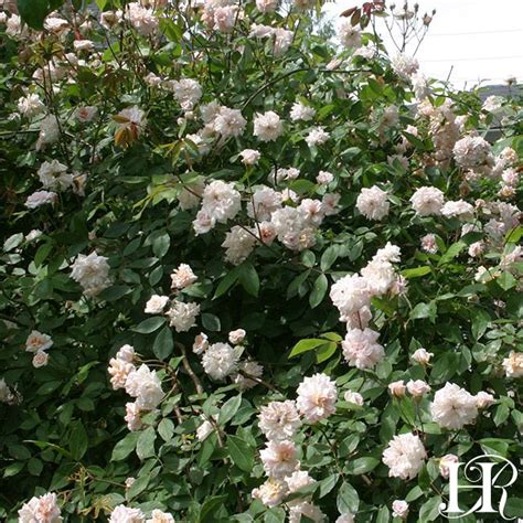 Everblooming Cl Cécile Brünner Heirloom Roses Gorgeous Gardens