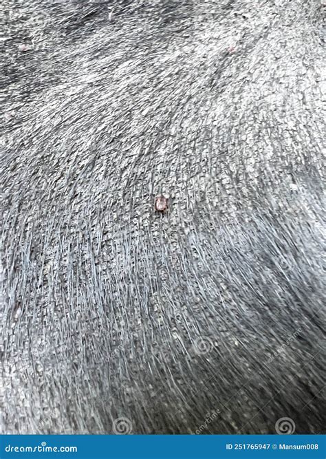 Tick On Dog Fur Stock Image Image Of Disease White 251765947
