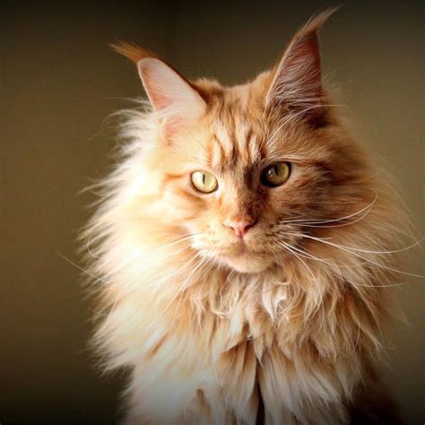 Since this is a mix between two breeds, your cat might have health issues related to each. Maine Coon Cat Lifespan - Baby Kitten Milk Replacer