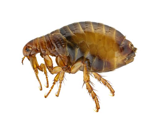 What Do Fleas Look Like Flea Identification