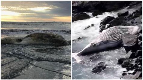 2 Large Whales Wash Ashore On Boston Area Beaches