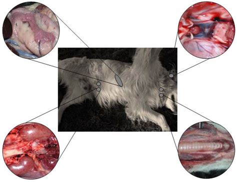This video is hosted by a veterinarian. The Endocrine Glands in the Dog: From the Cell to Hormone ...