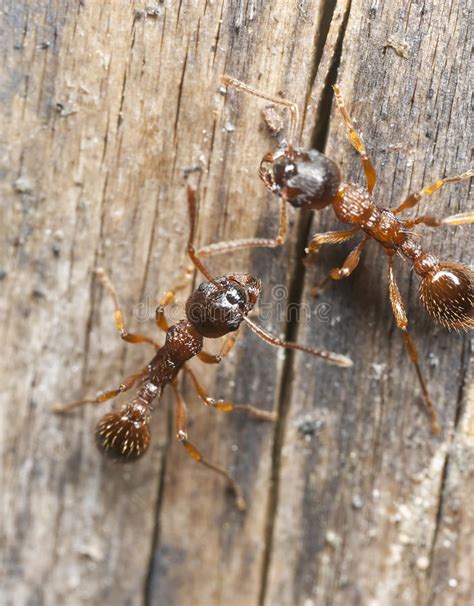 Red Ants Myrmicinae On Wood Stock Photo Image Of Arthropoda Nature