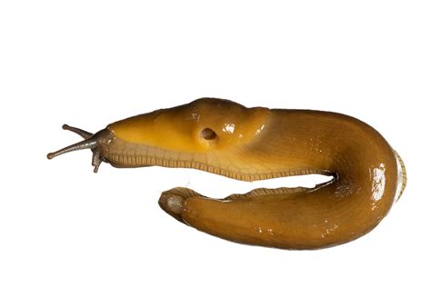 Bay Nature The Bizarre World Of The Banana Slug