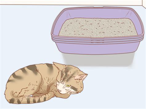 How To Treat A Cat With Blood In Its Stool With Pictures