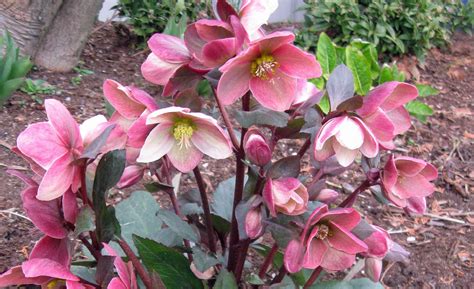 How to save plants from frost damage. Garden Housecalls - Lenten rose 'HGC Pink Frost'