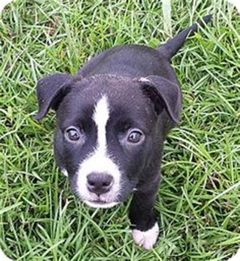 The boxer's primary ancestor, the old bullenbeisser (now extinct), was used in germany and the netherlands to hunt boar and deer today, although the size of these boisterous and self confident dogs varies from country to country, their personality. Pin by Charleen Nielsen on puppies | Border collie mix ...