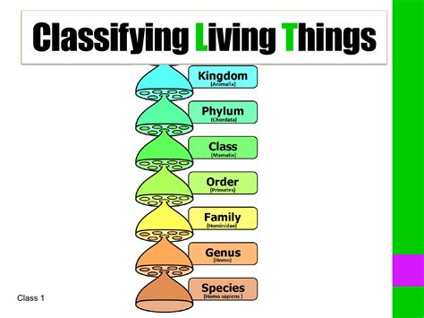Sacl4a Ch1 L1 Classifying Living Things