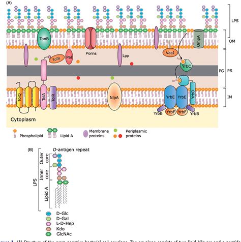 Bacterial Outer Membrane Vesicles New Insights And Applications