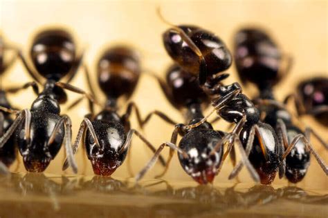 Types Of Ants 25 Different Ants And How To Identify Them 2022