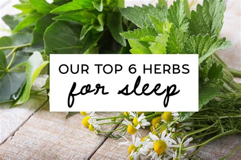 Our Top 6 Herbs For Sleep The Healthy Patch