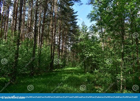 Slender Rows Of Trees In An Alley In A Pine Forest Green Grass Stock